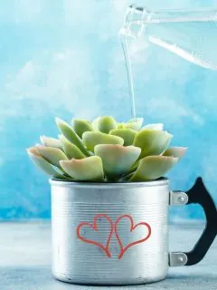 watering a succulent planted in a cute metal cup