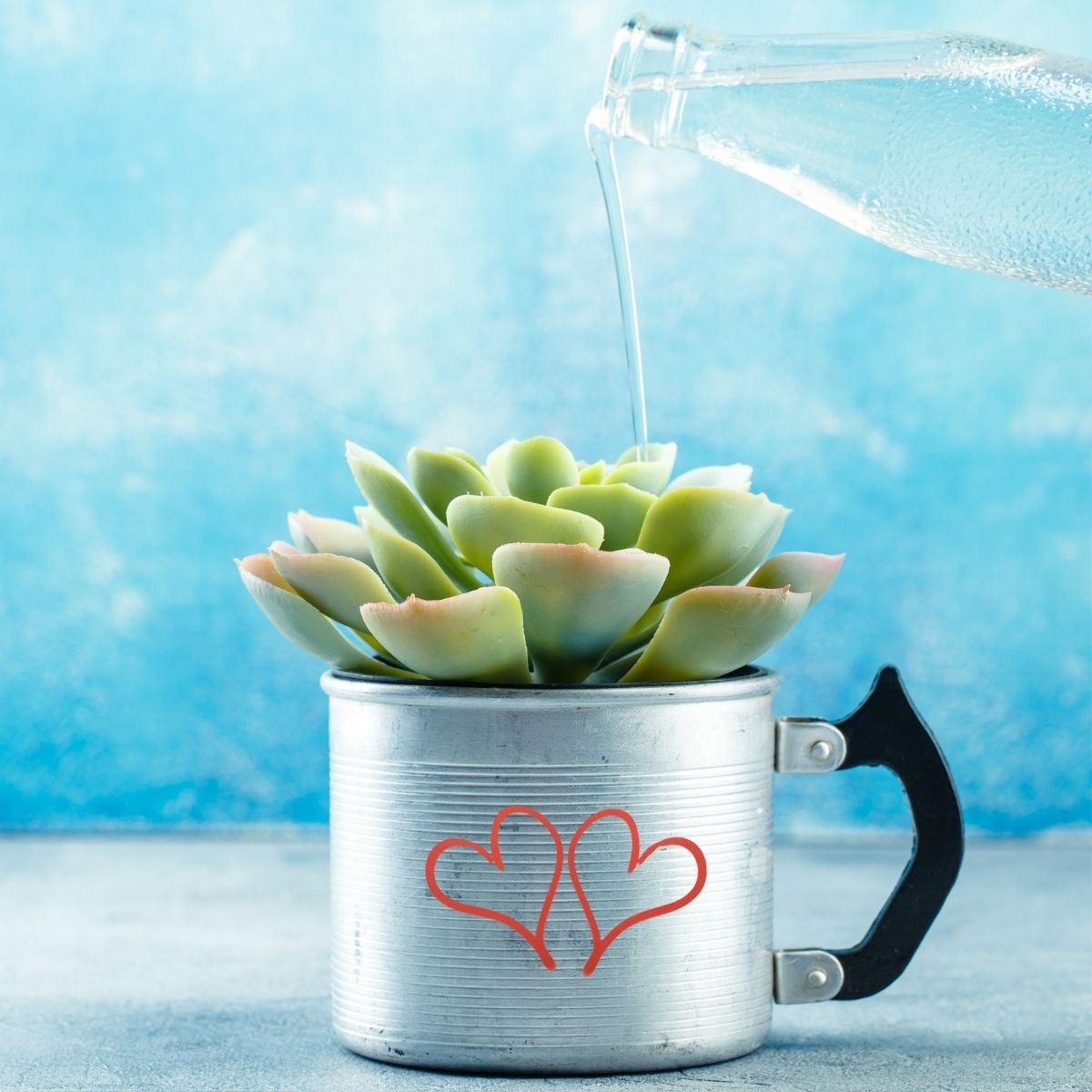watering a succulent planted in a cute metal cup