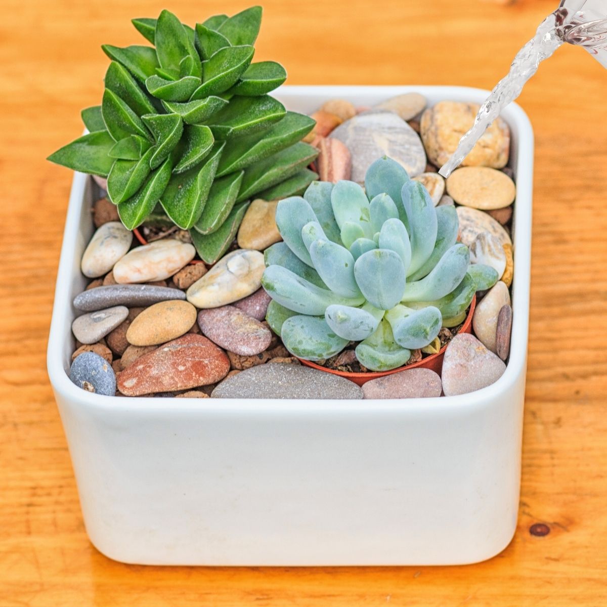 watering succulents with a measuring cup