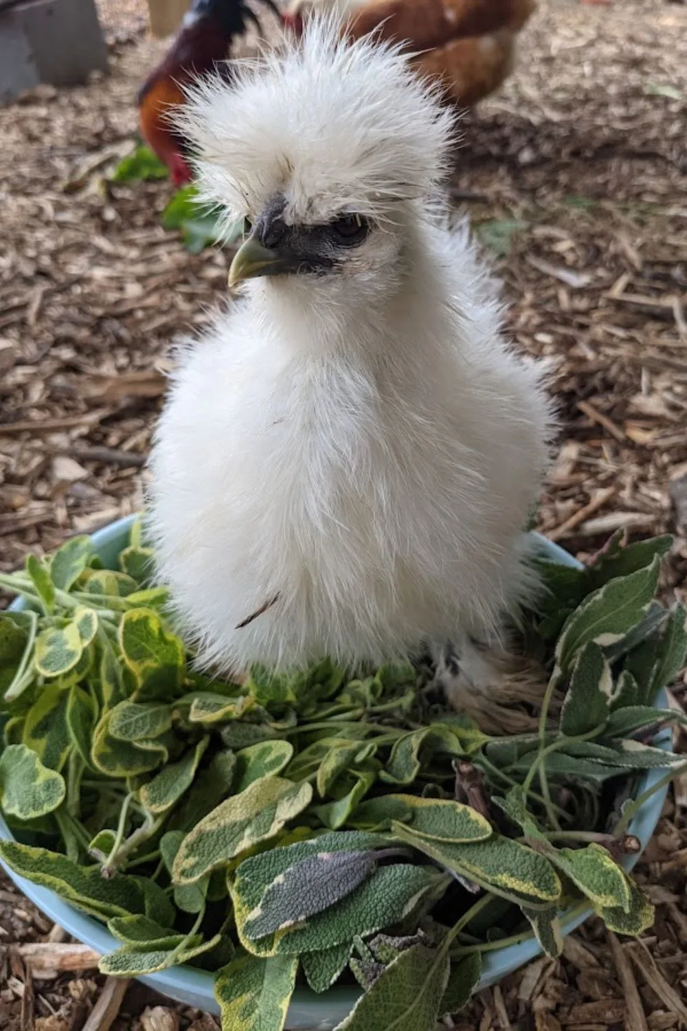 white silkie chicken