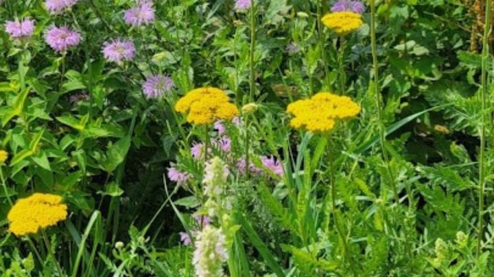 What Is a Wildflower Meadow? Tips for Creating a Pollinator-Friendly Yard
