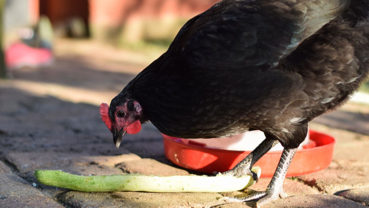 A domestic, free range, black Australorp hen eating a cucumber in a suburban backyard. Cucumbers are tasty and healthy treats for pet chickens.