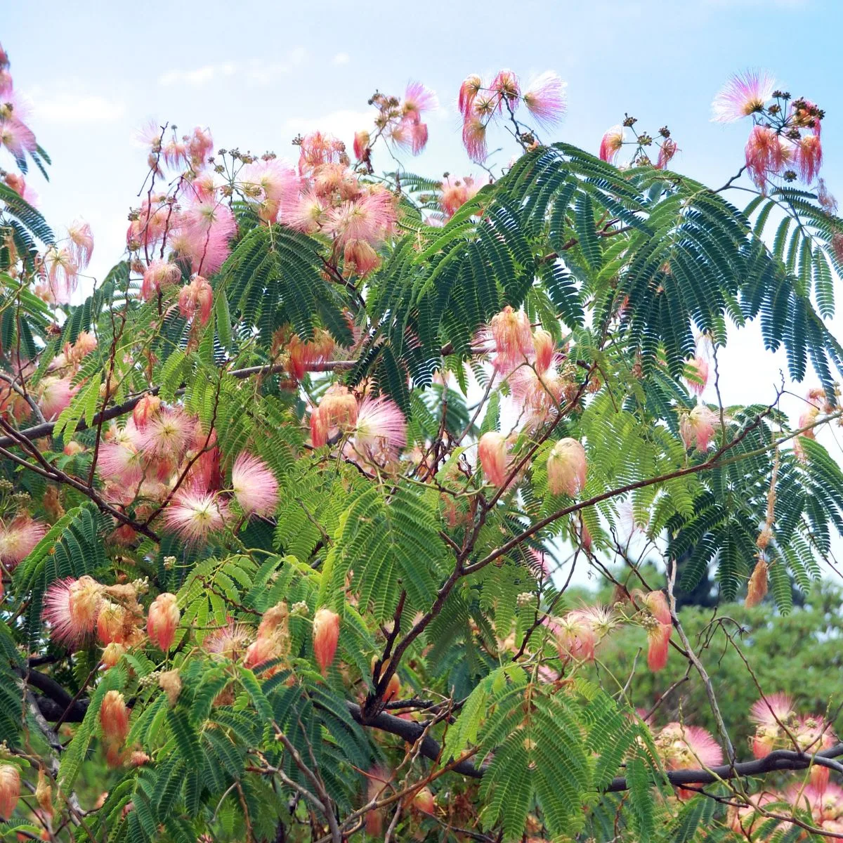 Albizia julibrissin - bloming mimosa tree
