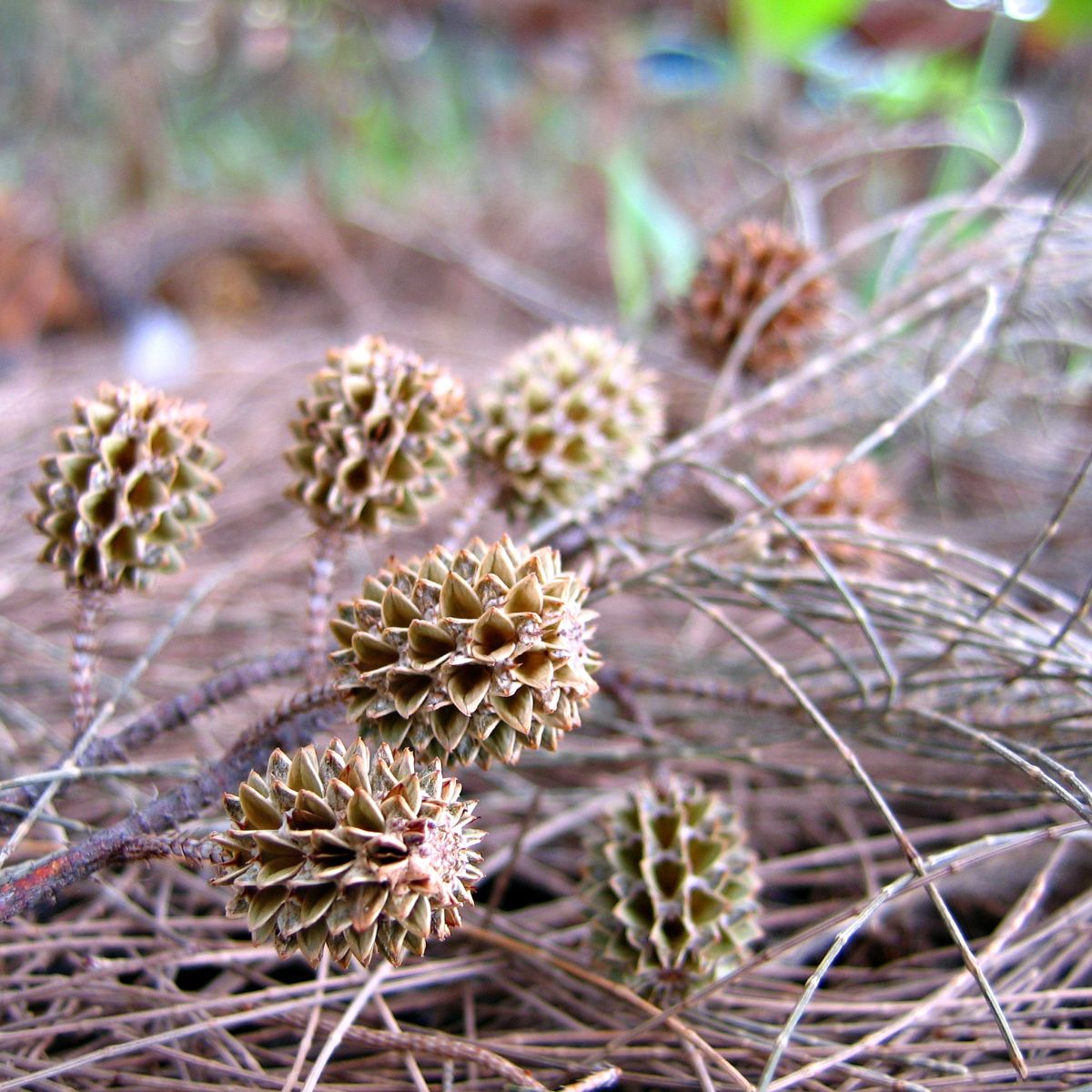 Australian pine dry cones