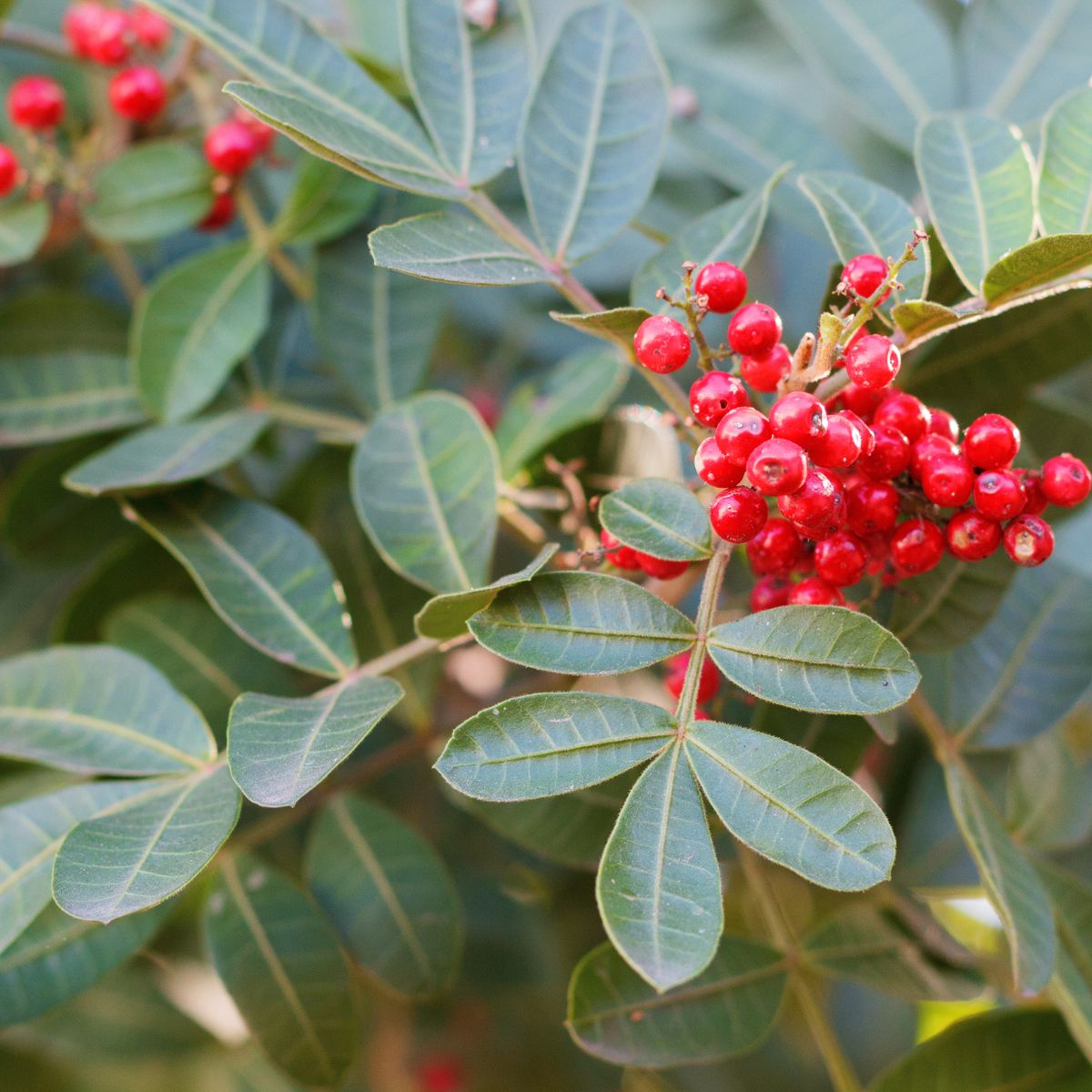 Brazilian pepper plant with red berries