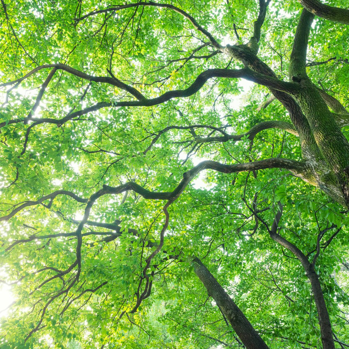 Camphor tree