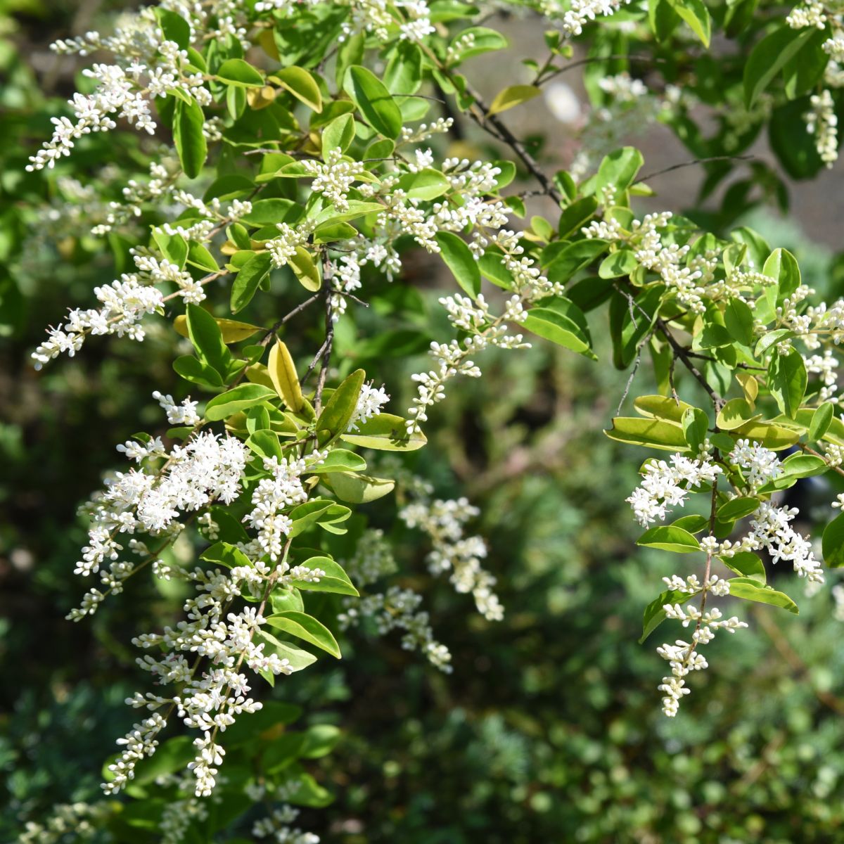 Chinese privet shrub.