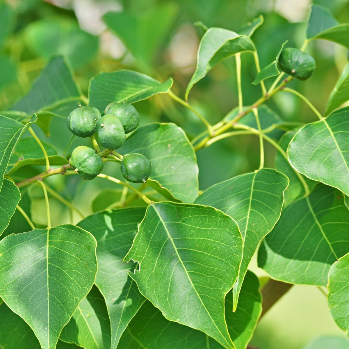 Chinese tallow tree.