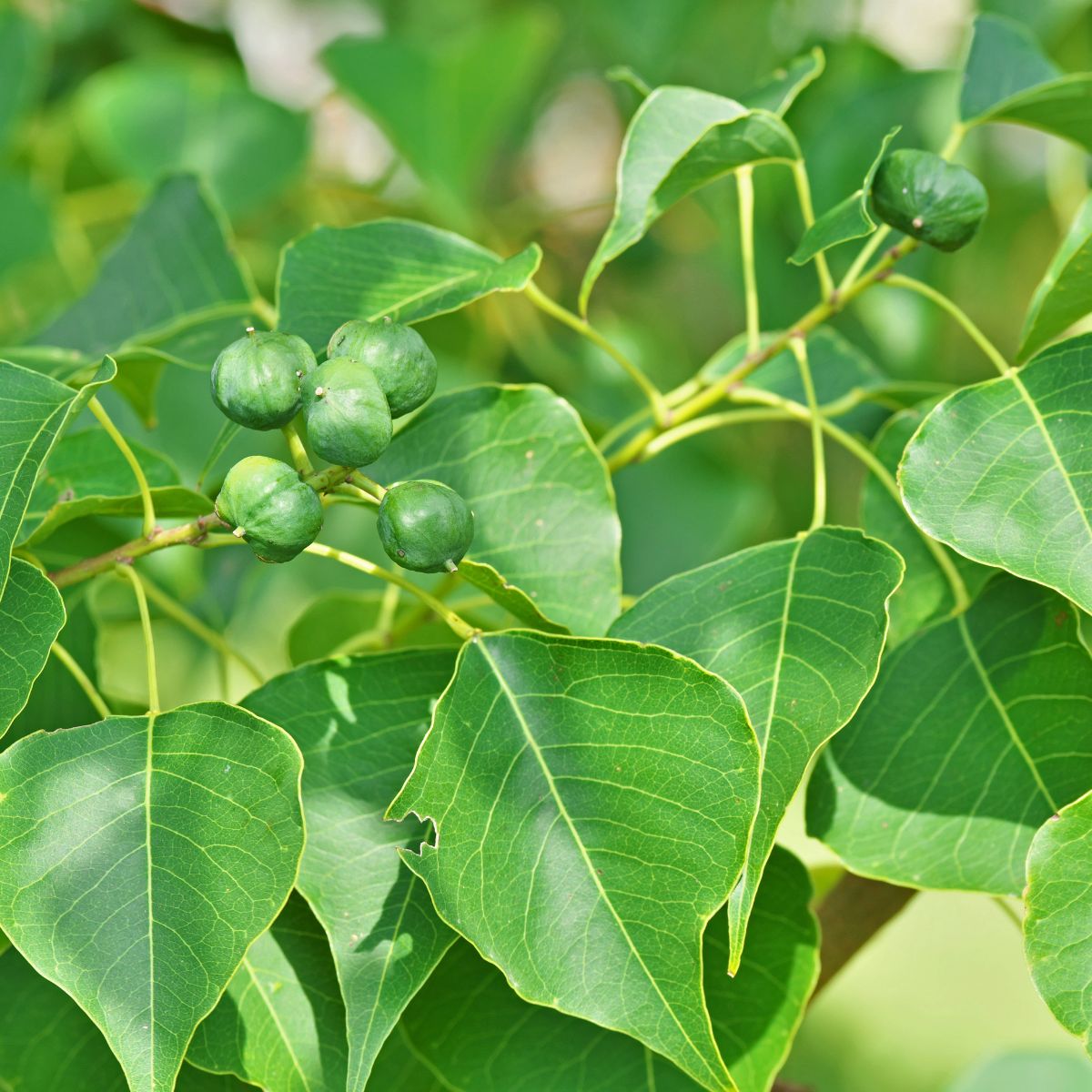 Chinese tallow tree