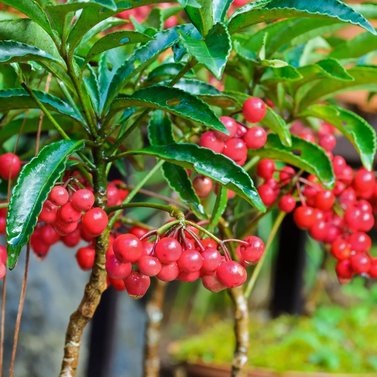 Coral ardisia red berries