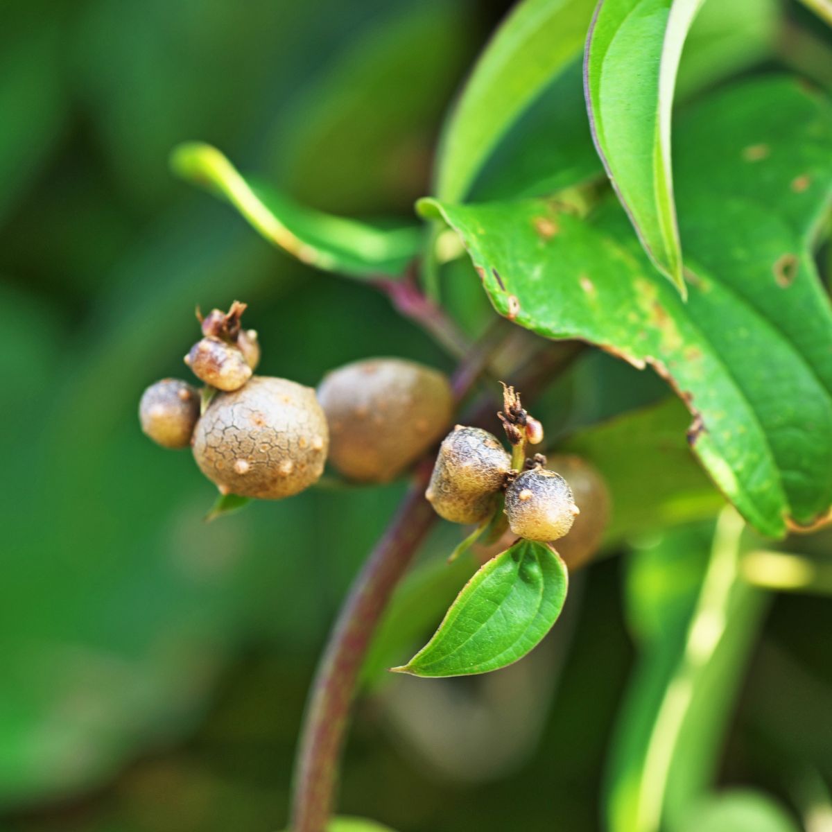 Dioscorea bulbifera - air potaotes