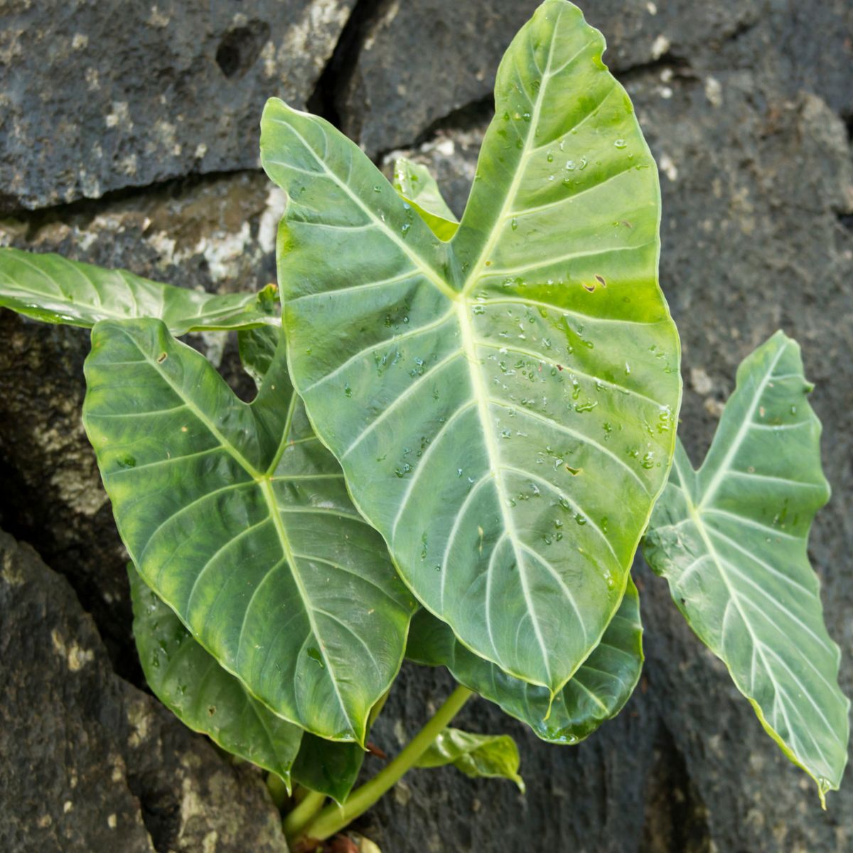 huge Elephant ear leaves