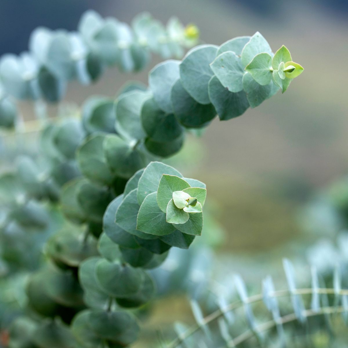 Eucalyptus gunii