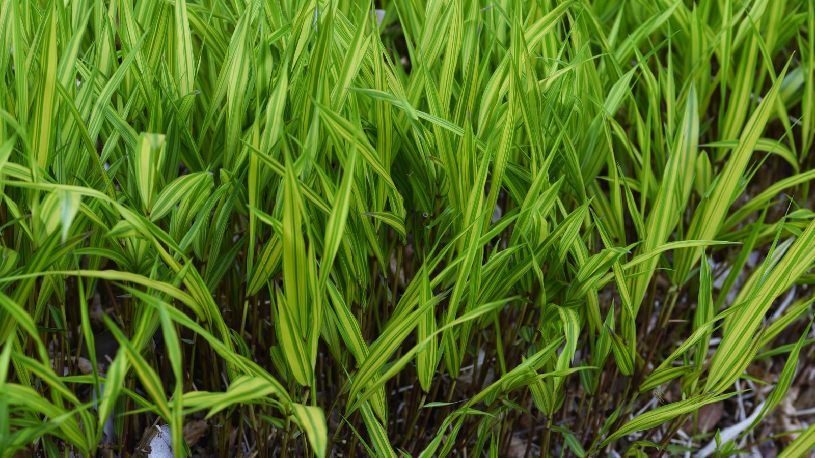 Japanese forest grass (Hakonechloa macra).
