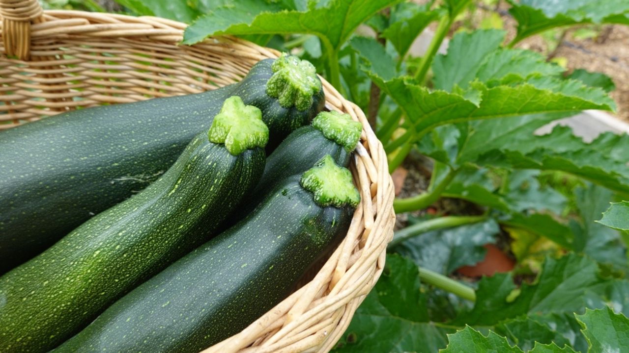 Harvest zucchini in the backyard garden. collect zucchini. calabin harvest in basket