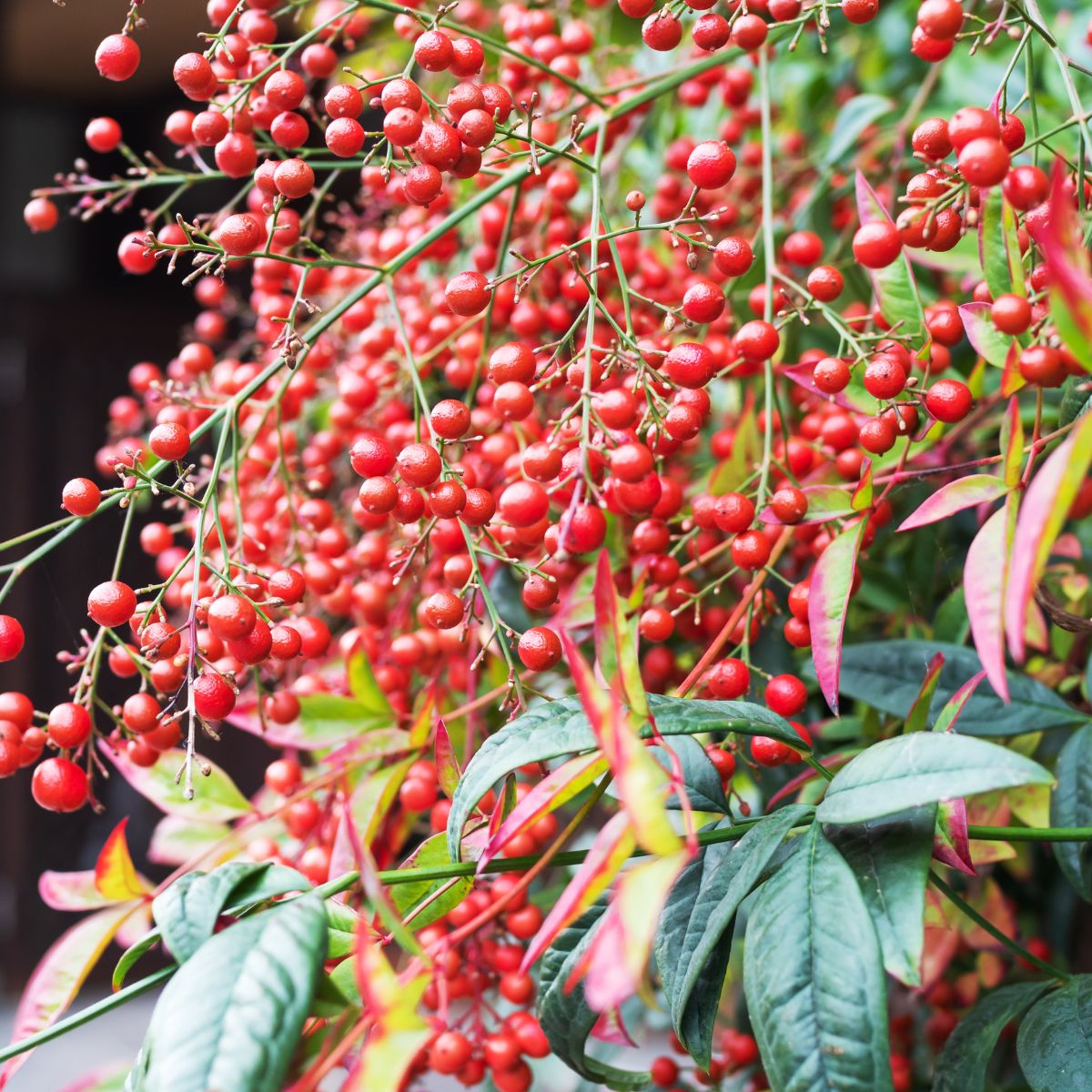 Heavenly bamboo plant with red berries