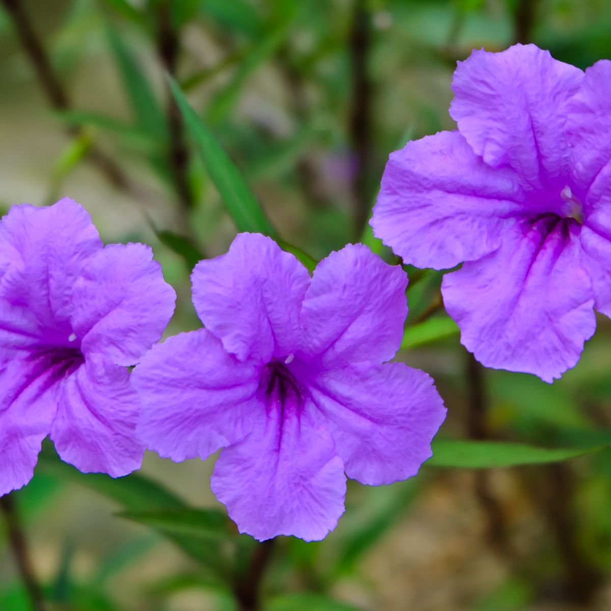 mexican petunia