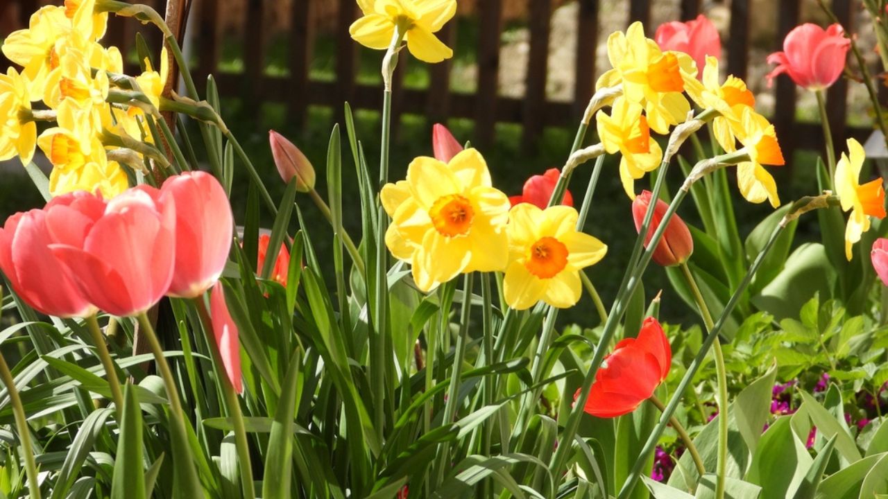 Red tulips (Tulipa) and yellow daffodils (Narcissus) in a flower bed