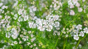 small white inflorescences of coriander herb flowers. Natural vegetable flower background.