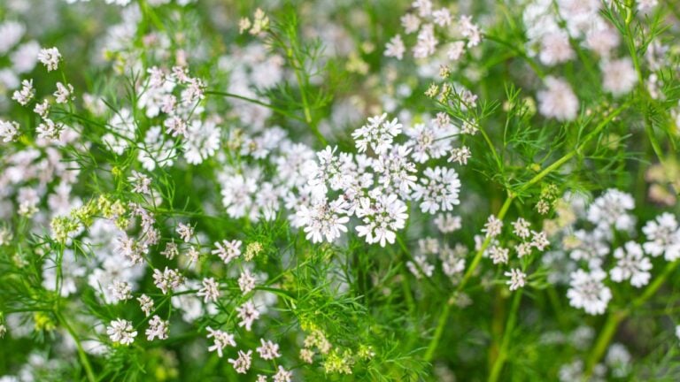 small white inflorescences of coriander herb flowers. Natural vegetable flower background.