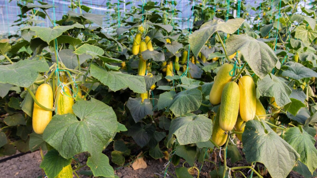 Overripe Cucumbers or gherkins for seeds in the greenhouse. Cucumber farm or plants in the field.