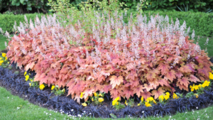 A flower bed in a garden with Heuchera and black Ophiopogon planiscapus Nigrescens in May coral bells
