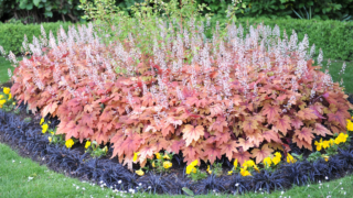 A flower bed in a garden with Heuchera and black Ophiopogon planiscapus Nigrescens in May coral bells