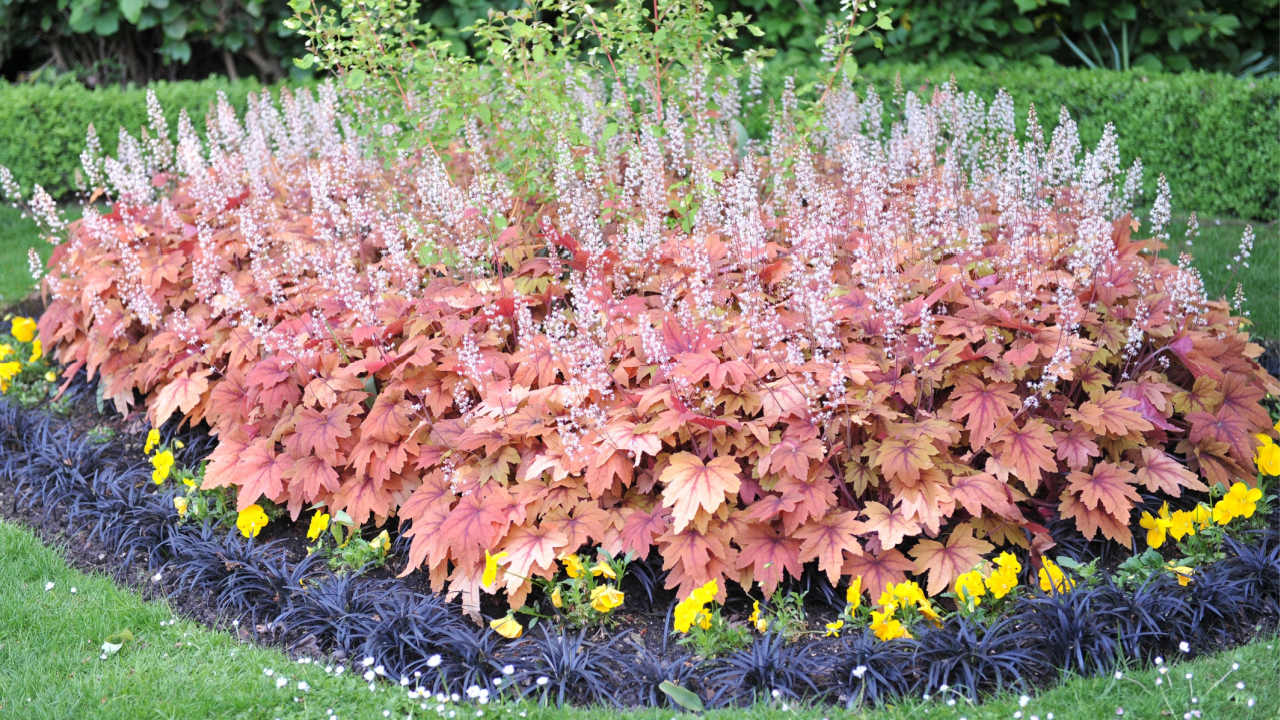 A flower bed in a garden with Heuchera and black Ophiopogon planiscapus Nigrescens in May coral bells