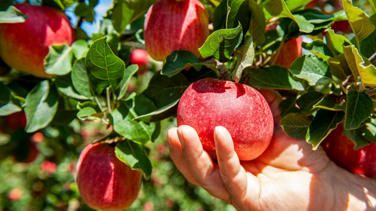 Close-up of a farmer's hand harvesting a ripe red apple from a tree in an orchard on a sunny day