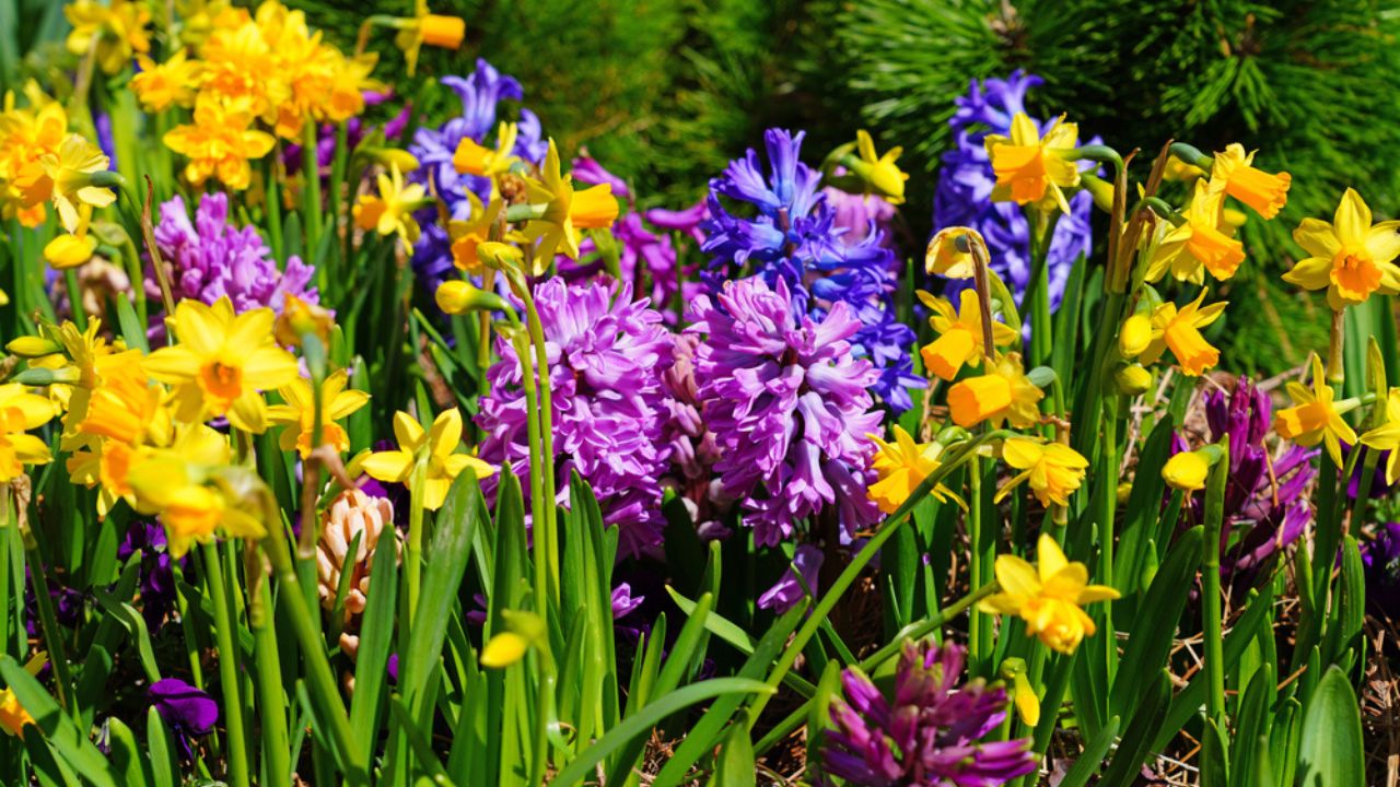 Spring flower border with pink and purple hyacinths and yellow daffodils
