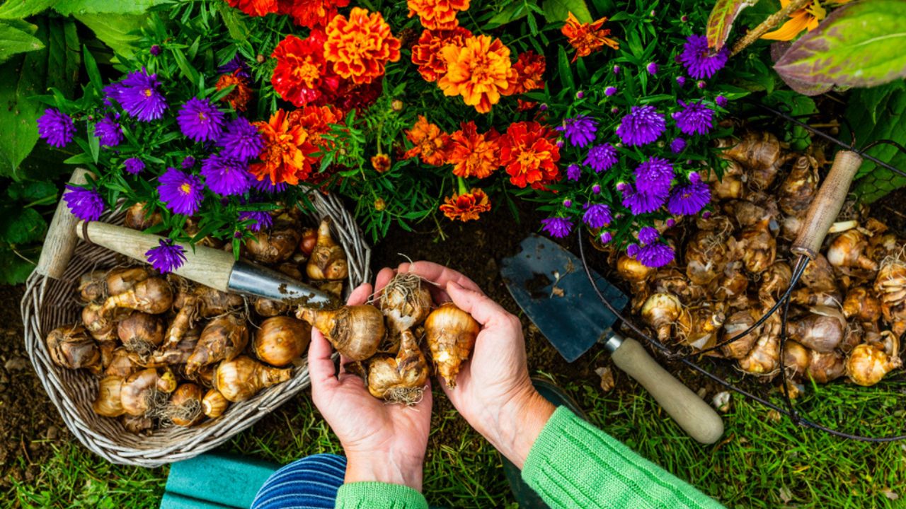 The gardener plants daffodil bulbs in the autumn garden.