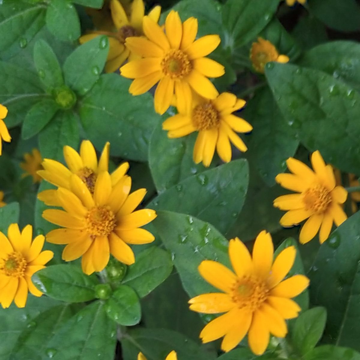 yellow Wedelia flowers