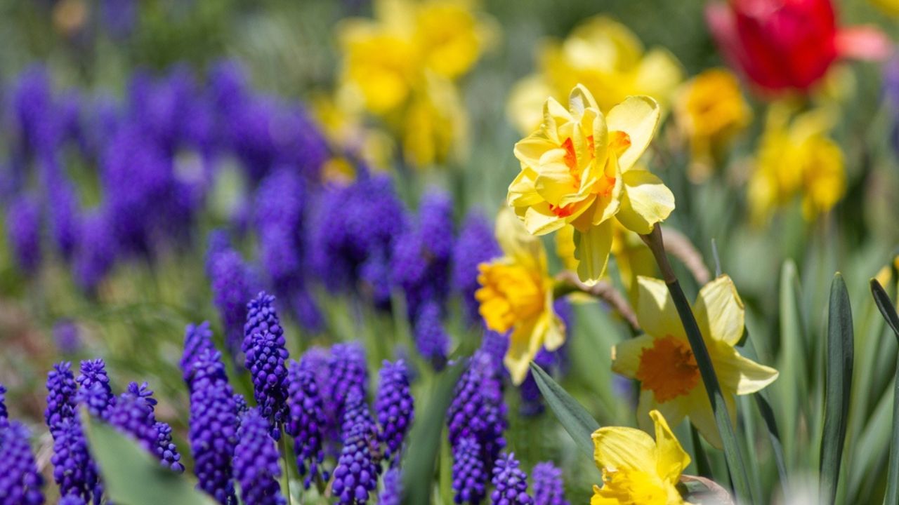 Yellow daffodils and blue grape hyacinths in spring. Floral background. Selective focus. Narcissus, jonquil, muscari. Garden flowers. Spring flower bed.