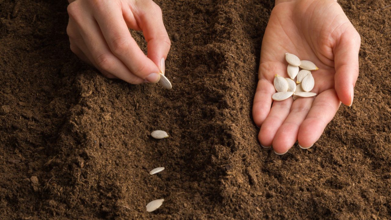 Young adult woman hand planting pumpkin seeds in fresh dark soil. Closeup. Preparation for garden season in early spring.