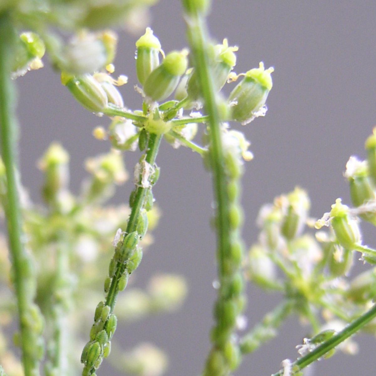 aphids on herb flowers