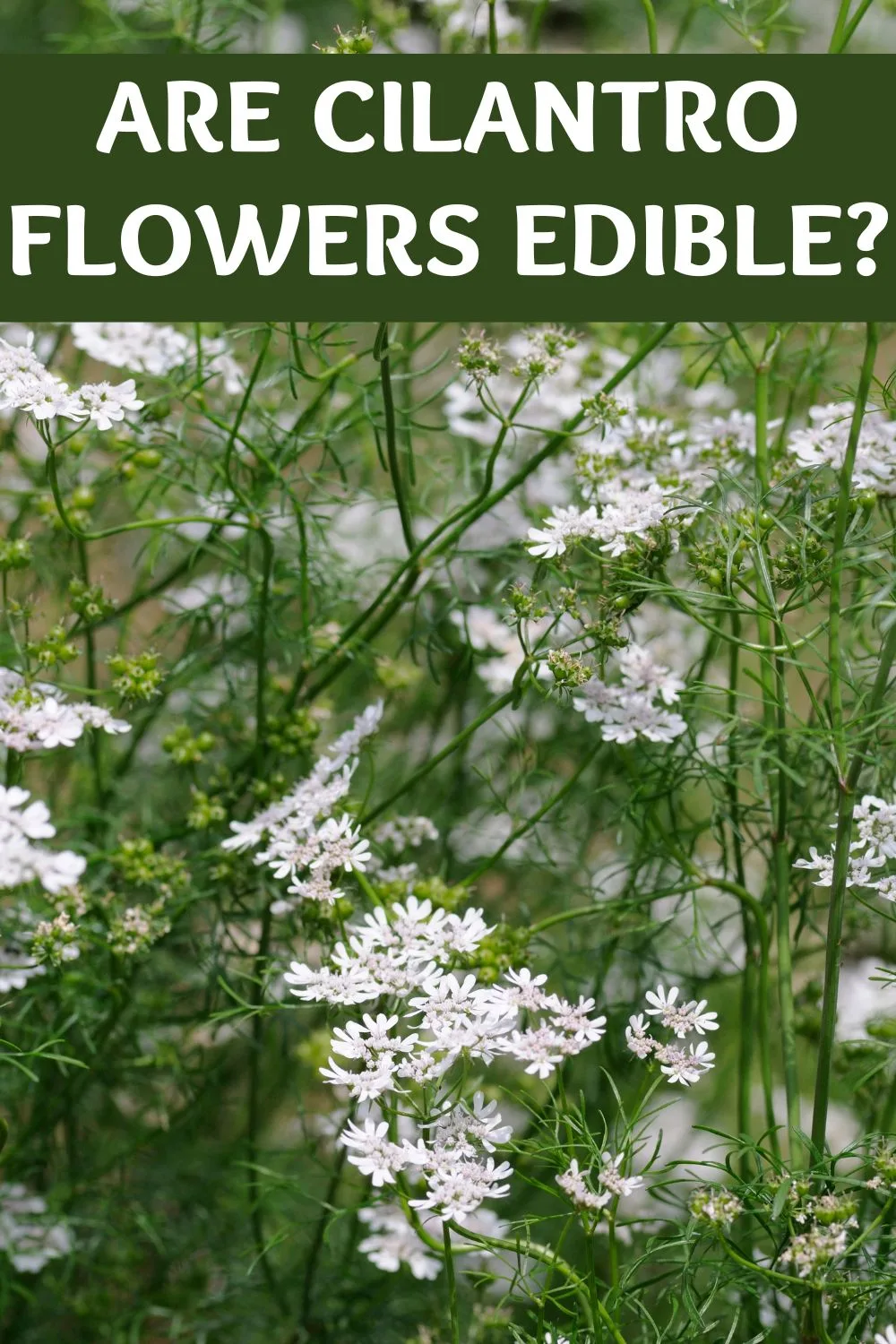 Are cilantro flowers edible?