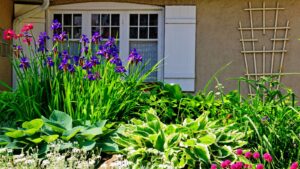 Beautiful landscape in front of a window, including hosta, purple iris, and bright pink gomphrena.