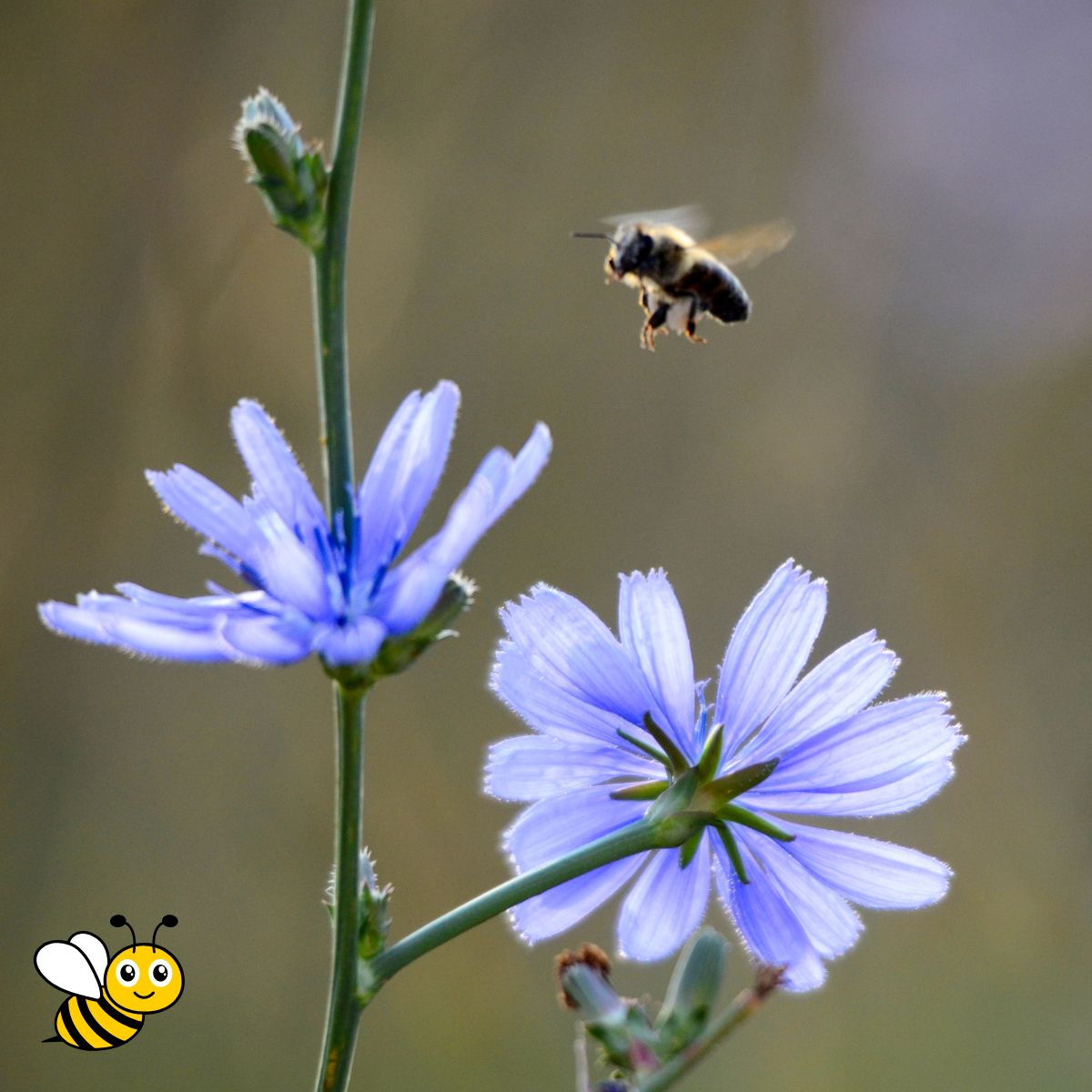 a bee flying towards some chickory flowers