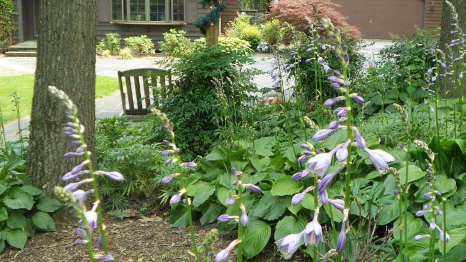 blooming hostas in a shady front yard landscape.
