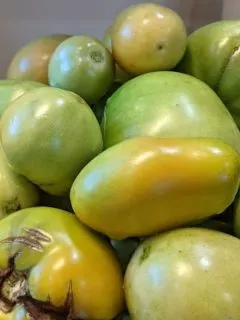 a bunch of green tomatoes