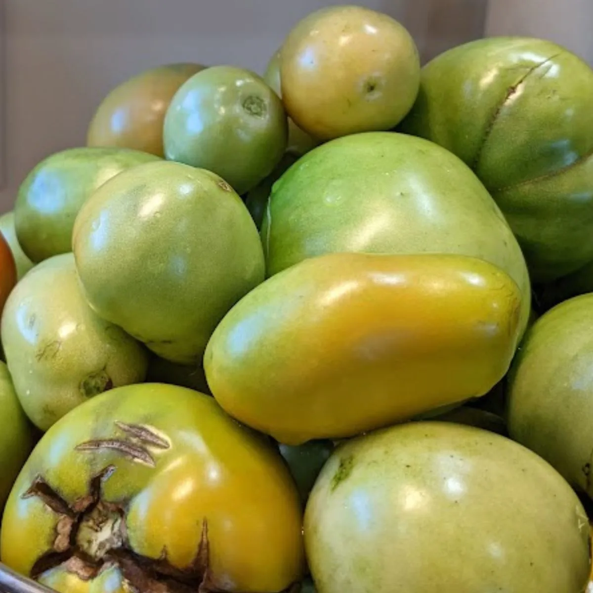 a bunch of green tomatoes
