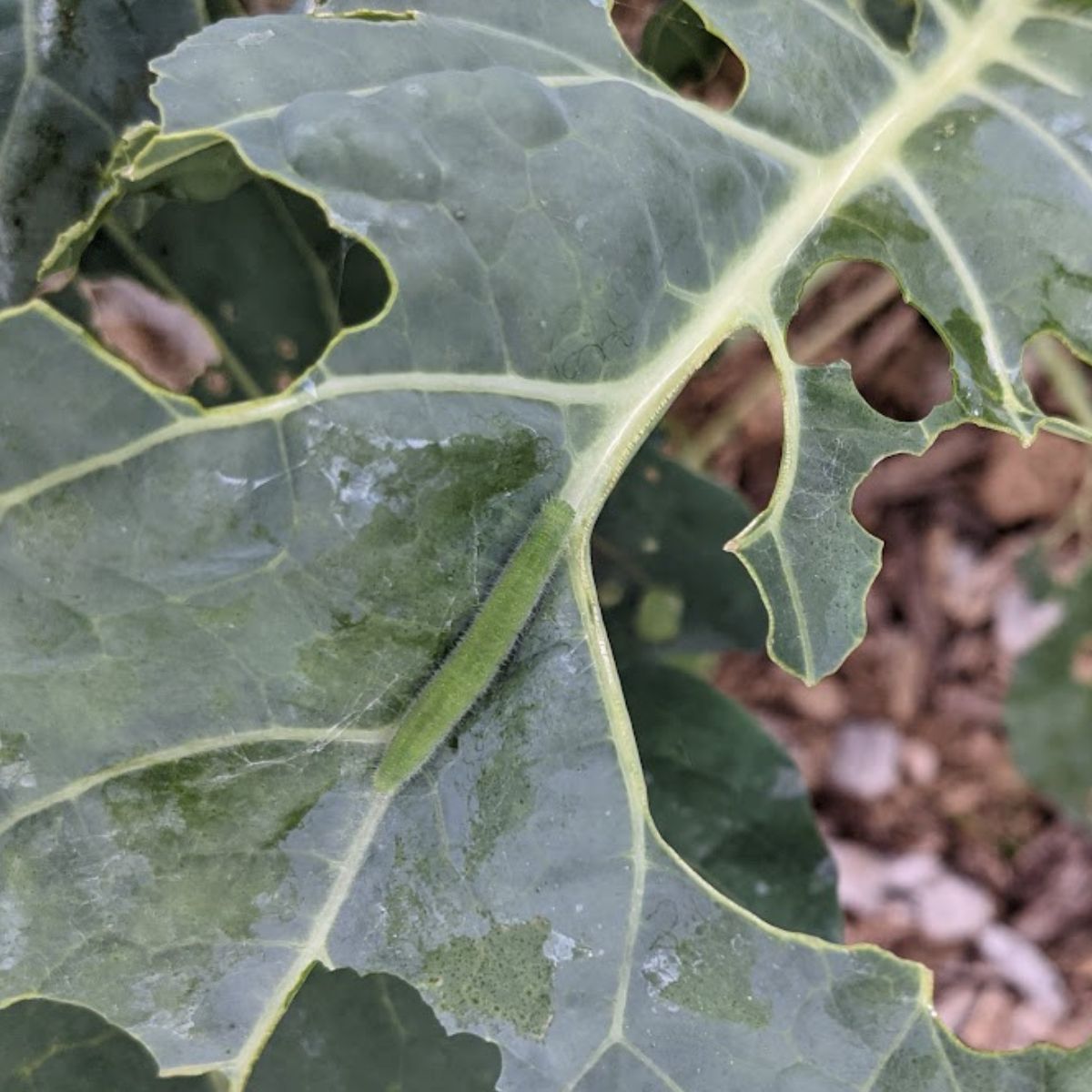 green cabbage worm