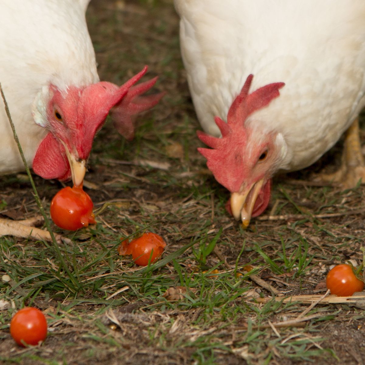 white chickens eating cherry tomatoes