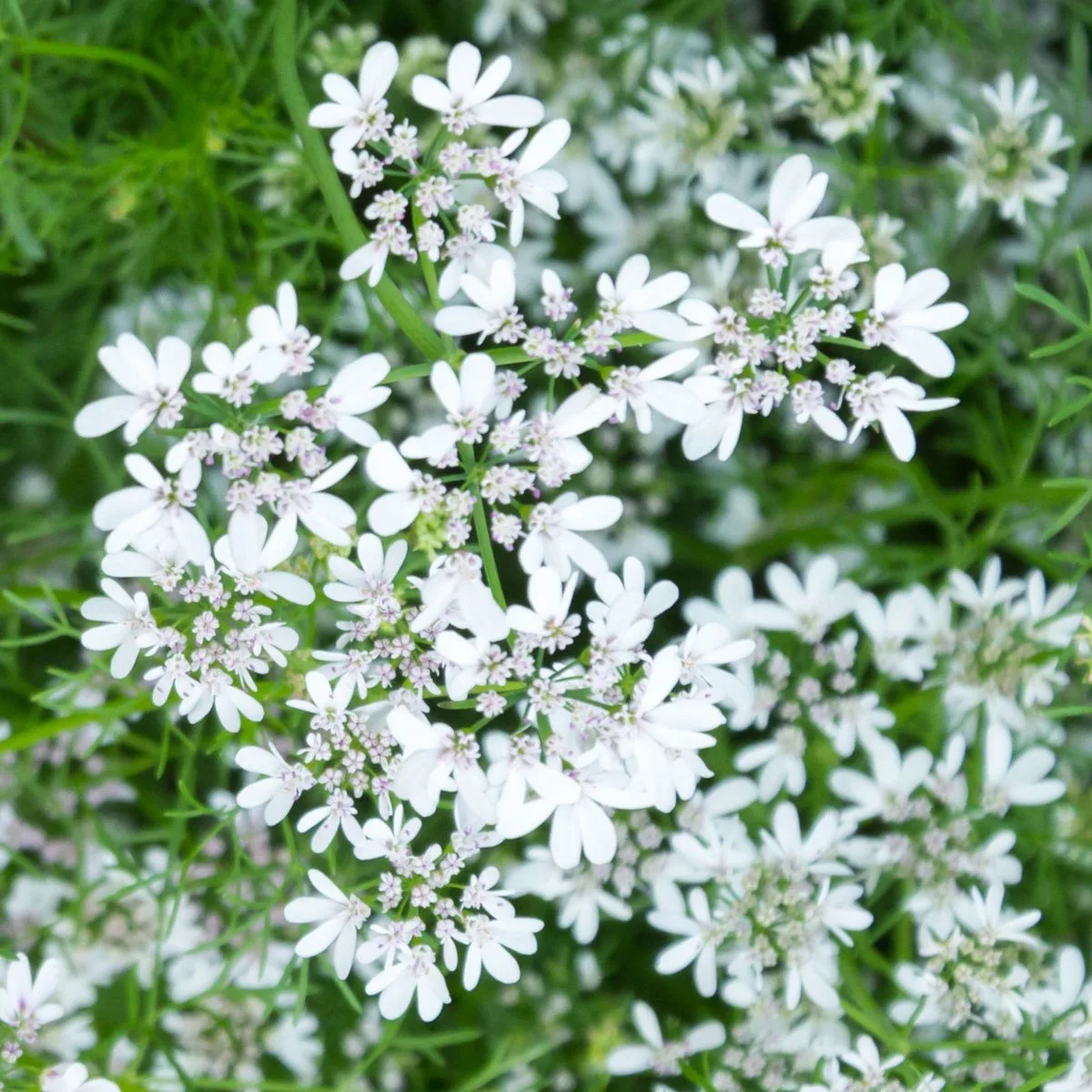 cilantro blooms close-up.