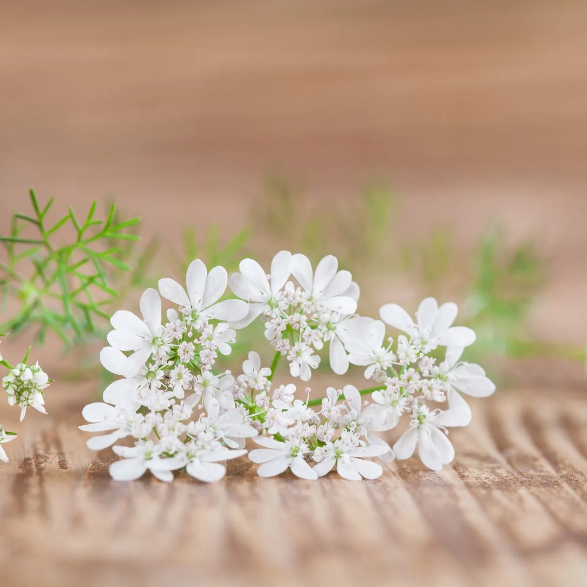 cilantro flower head.