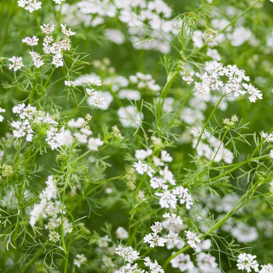 are-cilantro-flowers-edible-5-delicious-ways-to-use-cilantro-blooms