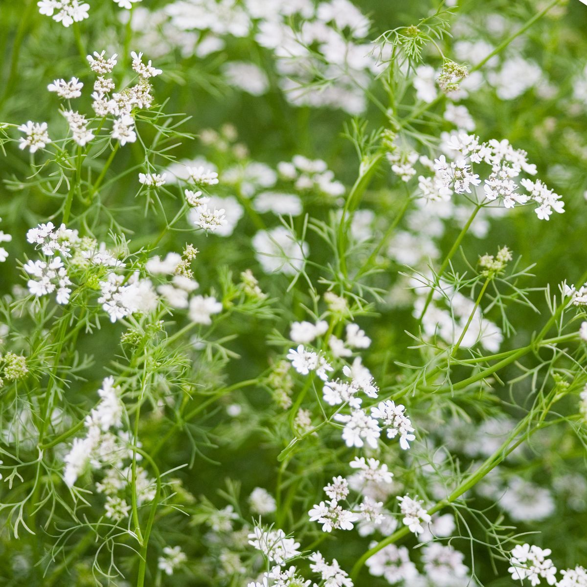 cilantro flowers.