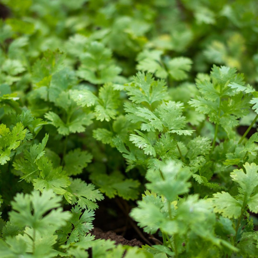 Are Cilantro Flowers Edible? 5 Delicious Ways To Use Cilantro Blooms