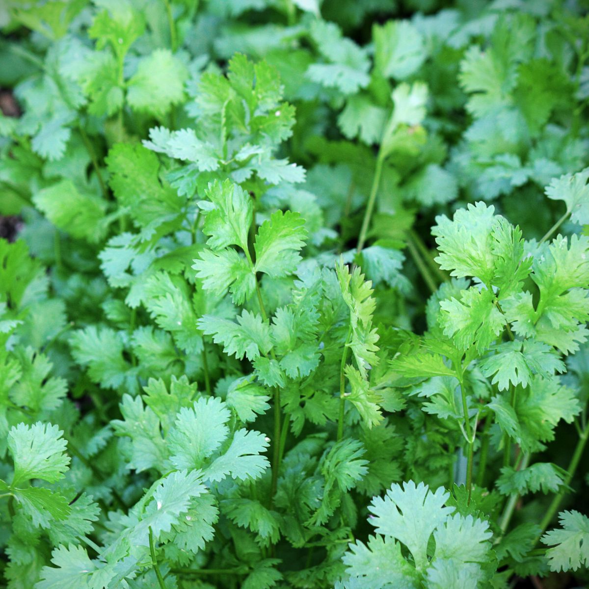 cilantro in the garden