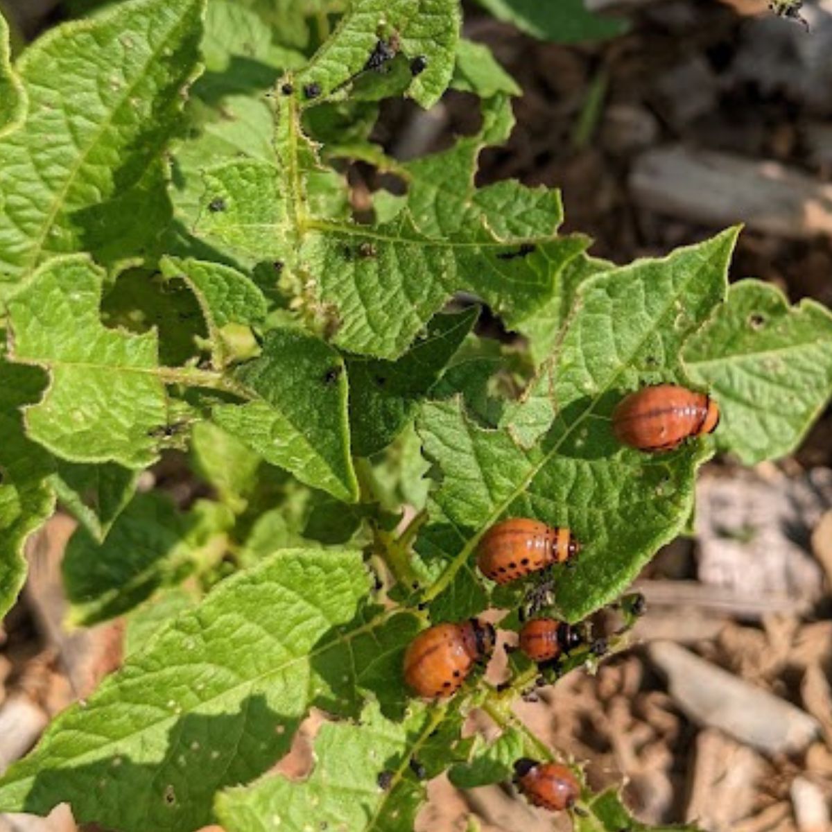 colorado beetle larva